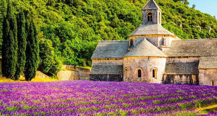 Campos de lavanda em Provence