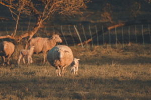 conheça a lã de merino